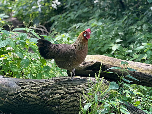 kinderboerderij_IMG_1567