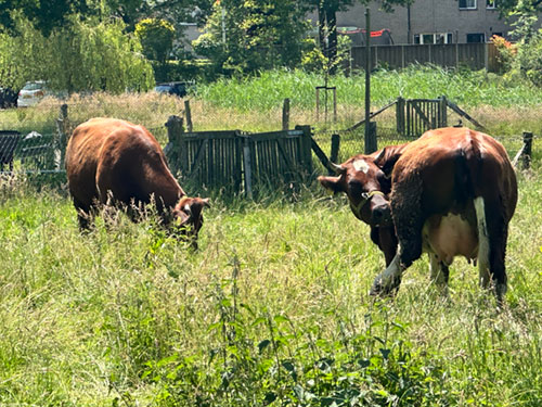 kinderboerderij_IMG_1627